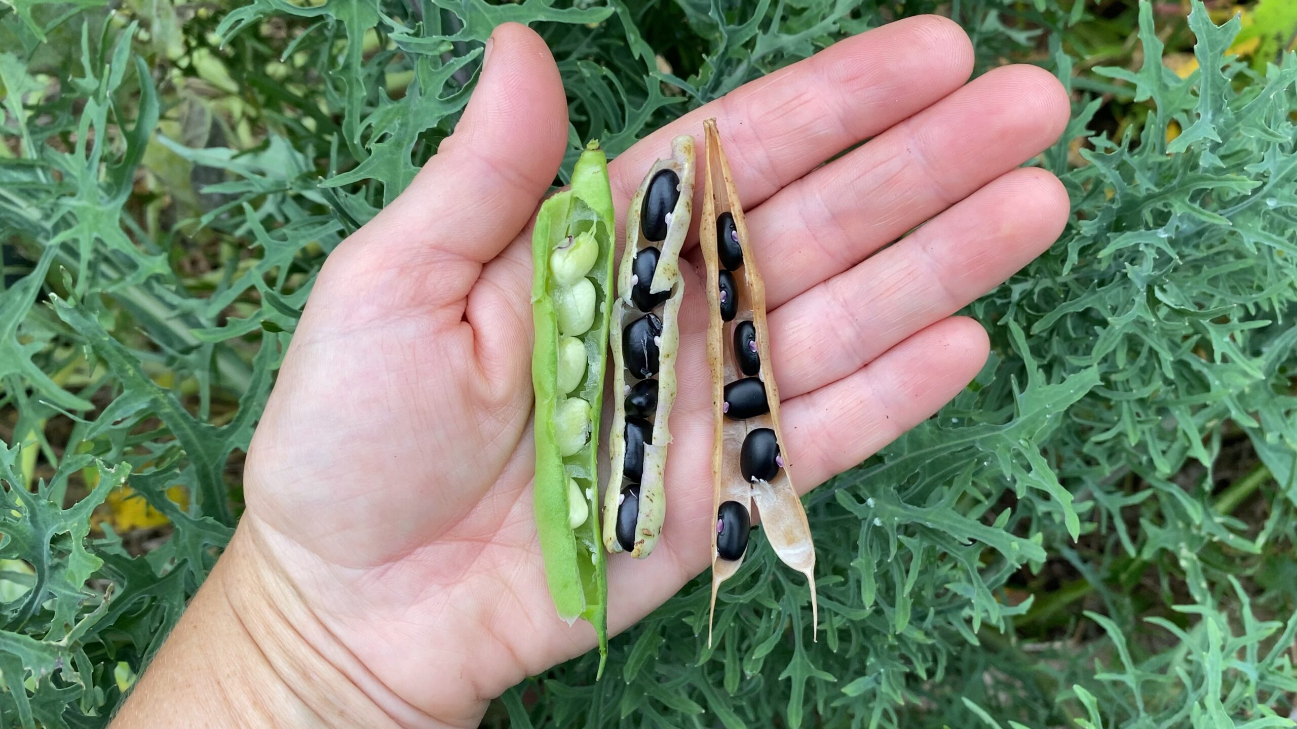 Your Guide to Growing Black Beans: Direct Sowing for Success